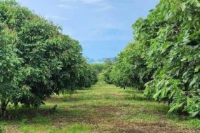 出售地皮-泰国-清迈-1340-平方米-24.32-01