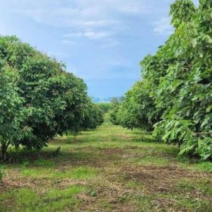 出售地皮-泰国-清迈-1340-平方米-24.32-01