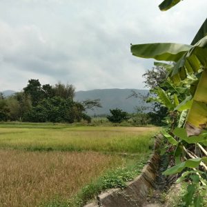 出售地皮-泰国-清迈-1600-平方米-48.23-01