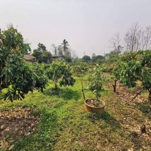 出售地皮-泰国-清迈-1680-平方米-51.03-01