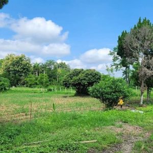 出售地皮-泰国-清迈-1684-平方米-60.09-01