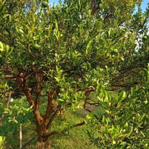 出售地皮-泰国-清迈-169600-平方米-9.12-01