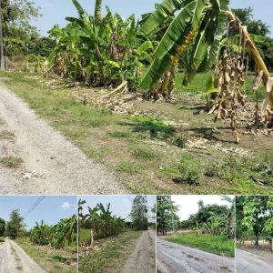 出售地皮-泰国-清迈-1780-平方米-0-01