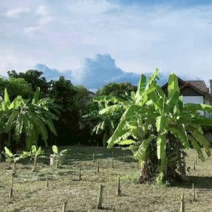 出售地皮-泰国-清迈-1804-平方米-0-01