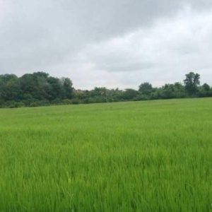 出售地皮-泰国-清迈-20248-平方米-21.18-01