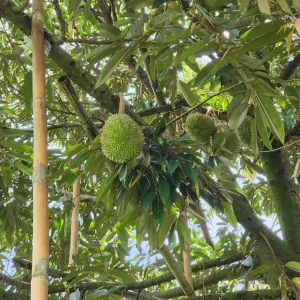 出售地皮-泰国-清迈-20800-平方米-0-01