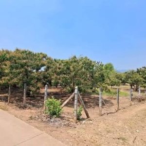 出售地皮-泰国-清迈-24000-平方米-0-01