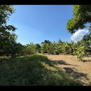 出售地皮-泰国-清迈-244-平方米-1826.72-01