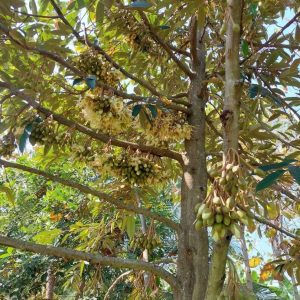 出售地皮-泰国-清迈-2720-平方米-27.75-01