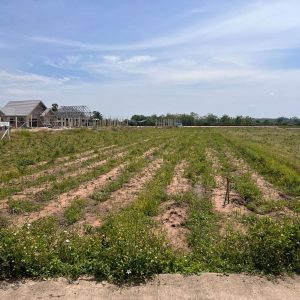 出售地皮-泰国-清迈-2792-平方米-25.72-01