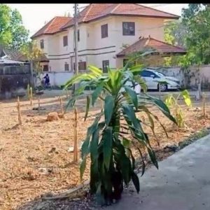 出售地皮-泰国-清迈-280-平方米-0-01