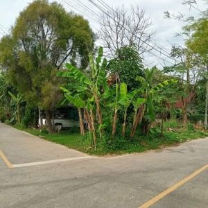 出售地皮-泰国-清迈-288-平方米-196.43-01