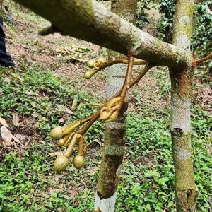 出售地皮-泰国-清迈-32000-平方米-0-01