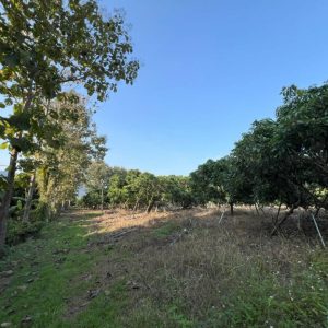 出售地皮-泰国-清迈-34604-平方米-10.63-01