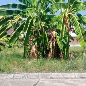 出售地皮-泰国-清迈-380-平方米-323.92-01