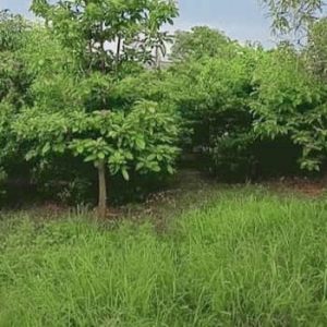 出售地皮-泰国-清迈-384-平方米-218.78-01