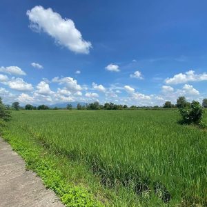 出售地皮-泰国-清迈-38400-平方米-16.09-01