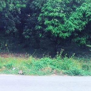 出售地皮-泰国-清迈-3860-平方米-114.6-01