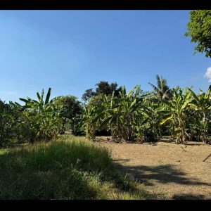 出售地皮-泰国-清迈-392-平方米-2186.6-01