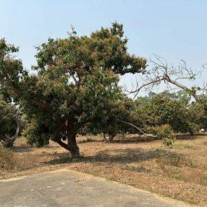 出售地皮-泰国-清迈-4900-平方米-90.29-01