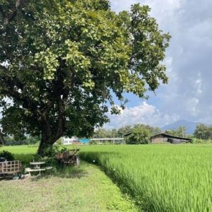 出售地皮-泰国-清迈-5508-平方米-40.49-01