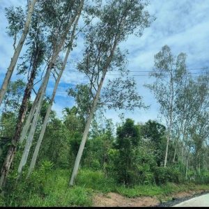 出售地皮-泰国-清迈-59200-平方米-0-01