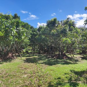 出售地皮-泰国-清迈-5928-平方米-17.15-01