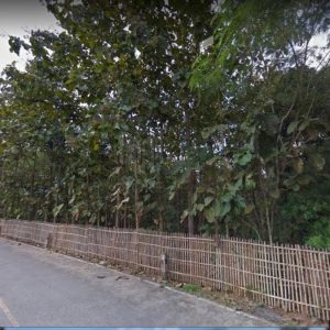 出售地皮-泰国-清迈-6060-平方米-39.63-01