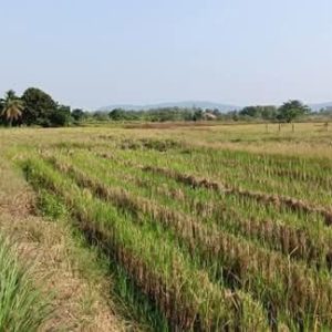 出售地皮-泰国-清迈-6400-平方米-0-01