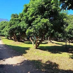 出售地皮-泰国-清迈-6400-平方米-53.06-01