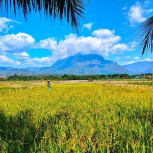 出售地皮-泰国-清迈-6732-平方米-42.43-01