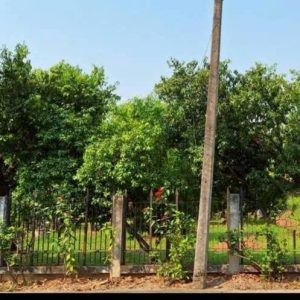 出售地皮-泰国-清迈-696-平方米-290.66-01