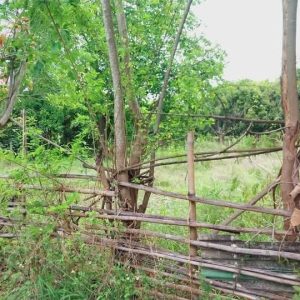 出售地皮-泰国-清迈-756-平方米-0-01