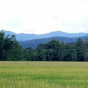 出售地皮-泰国-清迈-8048-平方米-13.66-01