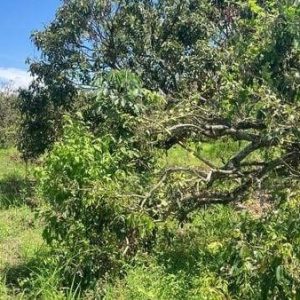 出售地皮-泰国-清迈-8200-平方米-16.75-01