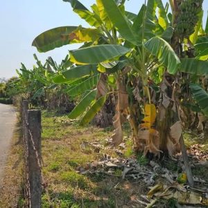 出售地皮-泰国-清迈-828-平方米-0-01