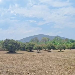 出售地皮-泰国-清迈-86800-平方米-7.49-01