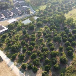 出售地皮-泰国-清迈-9512-平方米-99.15-01