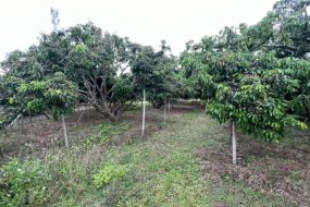 出售地皮-泰国-清迈-9936-平方米-62.12-01