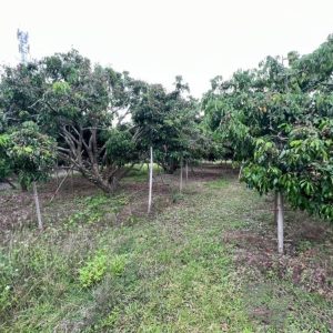 出售地皮-泰国-清迈-9936-平方米-62.12-01