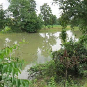 出售地皮-泰国-猜纳-105600-平方米-3.23-01