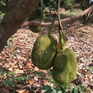 出售地皮-泰国-猜纳-24444-平方米-2.15-01