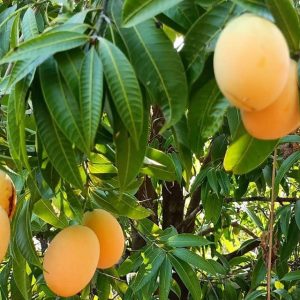 出售地皮-泰国-甘烹碧-32000-平方米-5.38-01