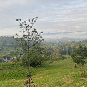 出售地皮-泰国-碧差汶-980-平方米-244.12-01