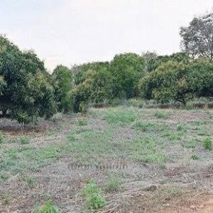 出售地皮-泰国-碧瑶-28292-平方米-12.15-01