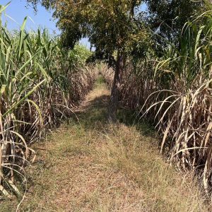 出售地皮-泰国-素攀-16280-平方米-13.72-01