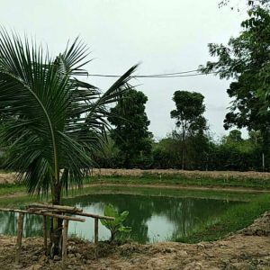 出售地皮-泰国-素攀-8000-平方米-15-01