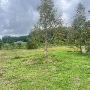 出售地皮-泰国-罗勇-1232-平方米-70.98-01