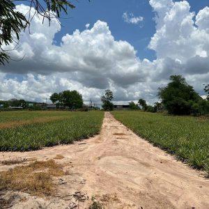 出售地皮-泰国-罗勇-22640-平方米-53.03-01