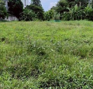 出售地皮-泰国-罗勇-3056-平方米-814.29-01